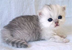 Fashion Beauty A'Darling - Femelle BLH Silver Shaded