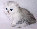 Fashion Beauty A'Darling - Femelle BLH Silver Shaded