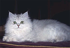 British Longhair Silver Shaded