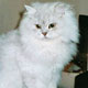 Teacup Now Oll'Josy - BLH Silver Shaded