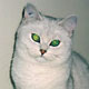 Thalia des Monts de l'Olympe - BSH Silver Shaded