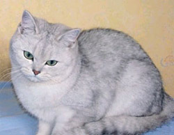Vnus des Fils de Callisto - British Shorthair Silver Shaded