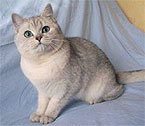 Vnus des Fils de Callisto - British Shorthair Silver Shaded