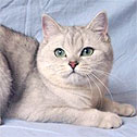 Vnus des Fils de Callisto - British Shorthair Silver Shaded