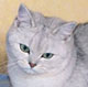 Vnus des Fils de Callisto - British Shorthair Silver Shaded