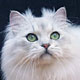 Vodoo du Tigre de l'Amour - BLH Silver Shaded